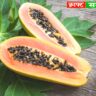 Natural Health Booster: पपीता - फल नहीं, अमृत! जानिए इसके फल, पत्ते और बीज तक के अद्भुत फायदे 1 Natural Health Booster: पपीता - फल नहीं, अमृत! जानिए इसके फल, पत्ते और बीज तक के अद्भुत फायदे