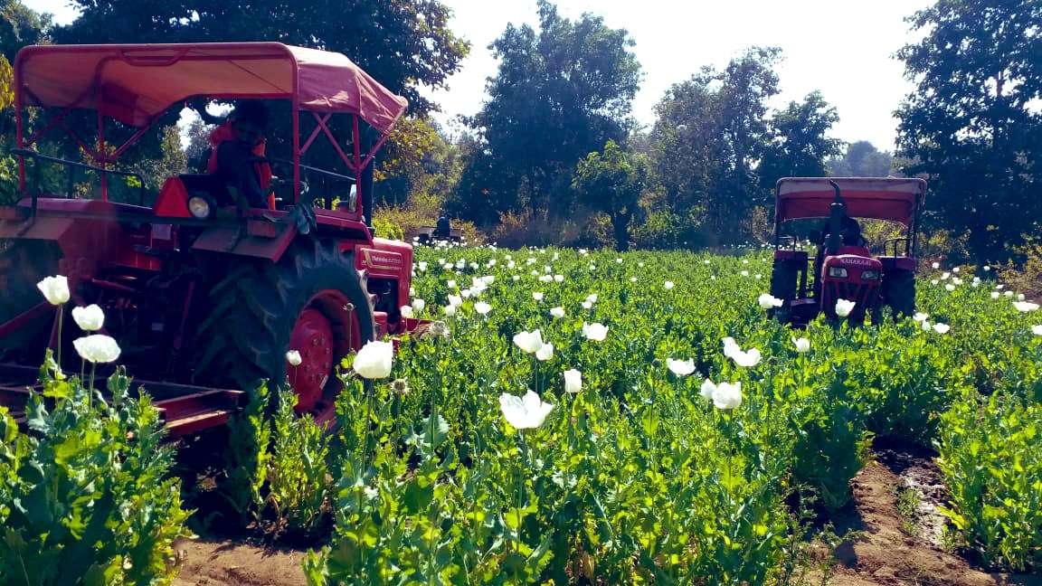 चौपारण में 90 एकड़ भूमि पर लगाये गए पोस्ता को किया बर्बाद