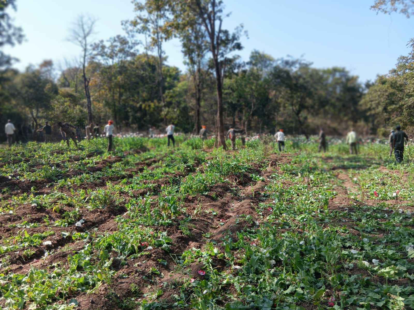 चौपारण के जंगल में अवैध अफीम खेती पर बड़ा प्रहार, दो एकड़ फसल नष्ट 2 IMG COM 20260226 2338193